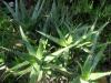 Aloe elgonica - Orto botanico di Napoli.jpg